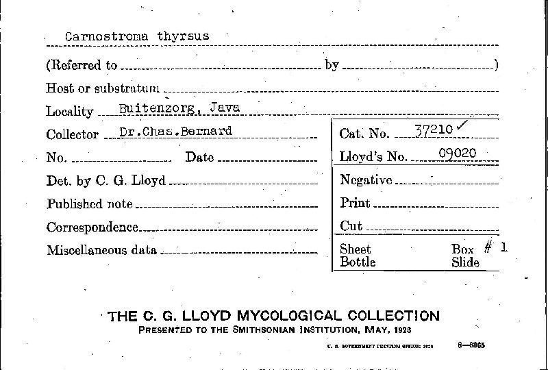 Carnostroma thyrsus image
