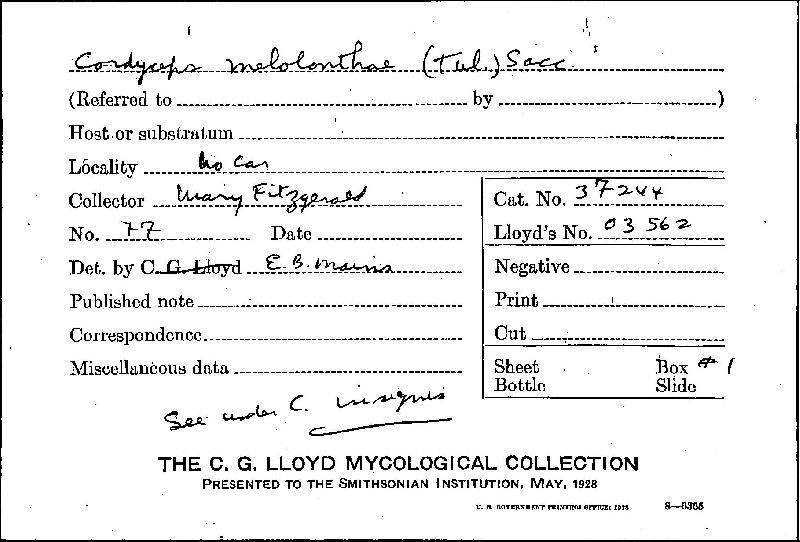 Cordyceps insignis image