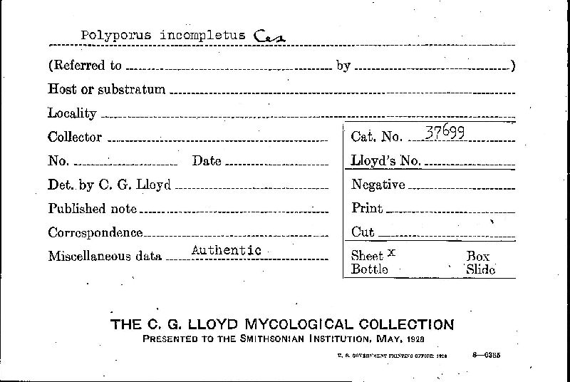 Polyporus incompletus image