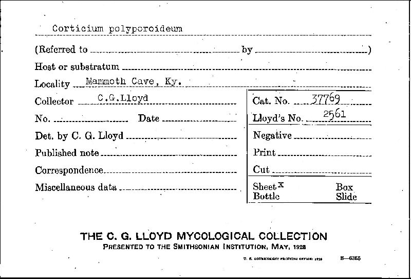 Phlyctibasidium polyporoideum image