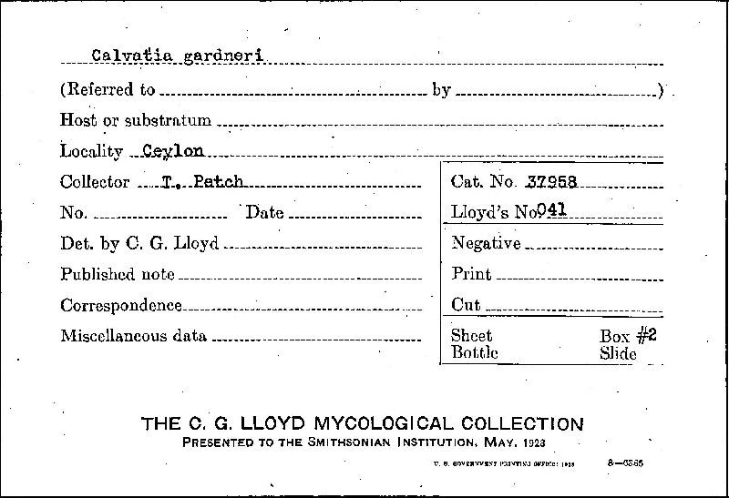 Calvatia gardneri image