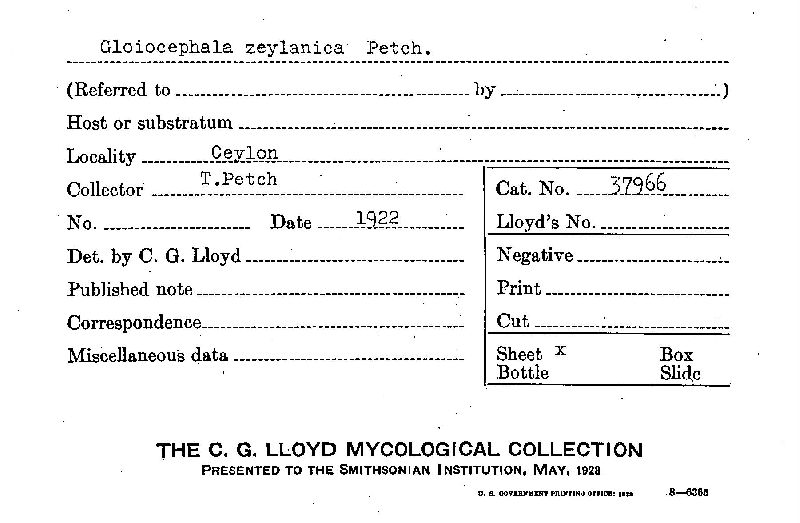 Gloiocephala zeylanica image