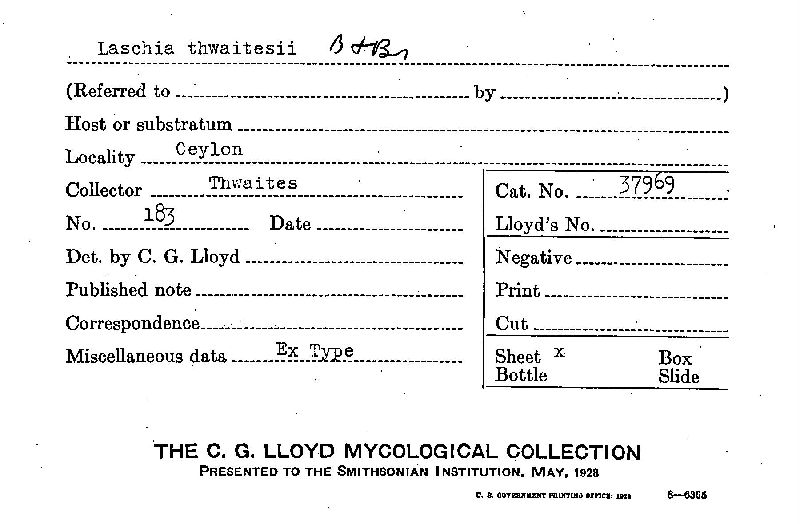 Laschia thwaitesii image