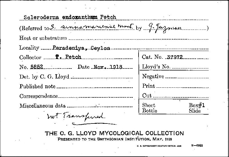 Scleroderma endoxanthum image