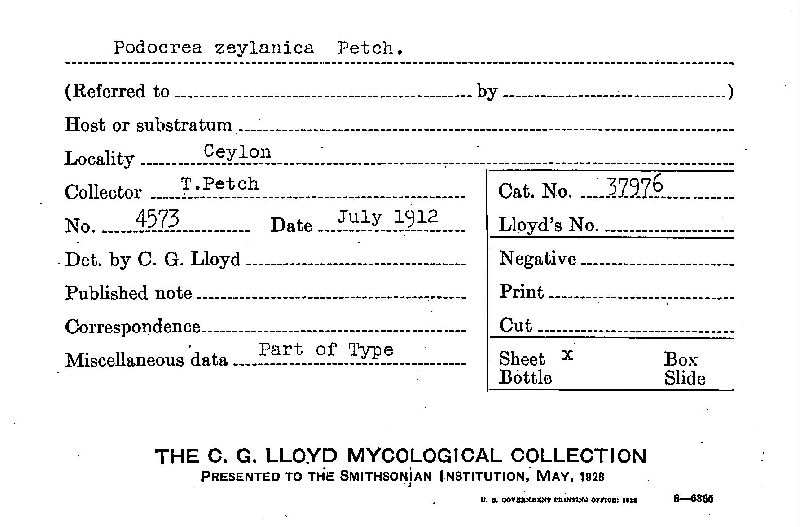 Podocrea zeylanica image