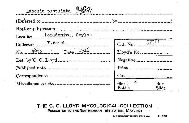 Laschia pustulata image