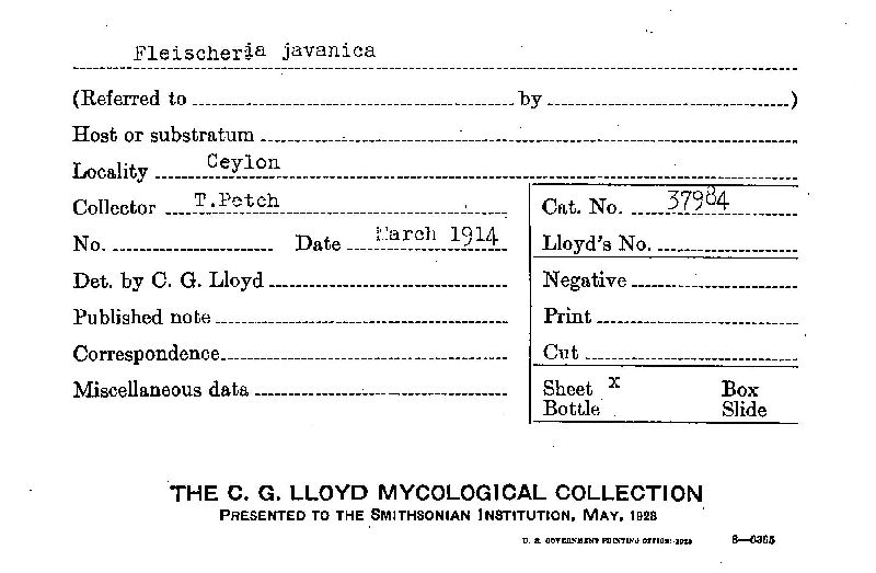 Fleischeria javanica image