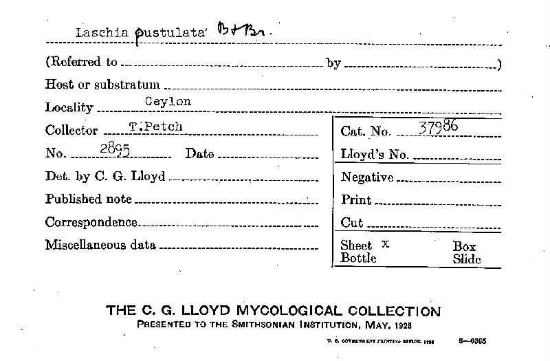 Laschia pustulata image