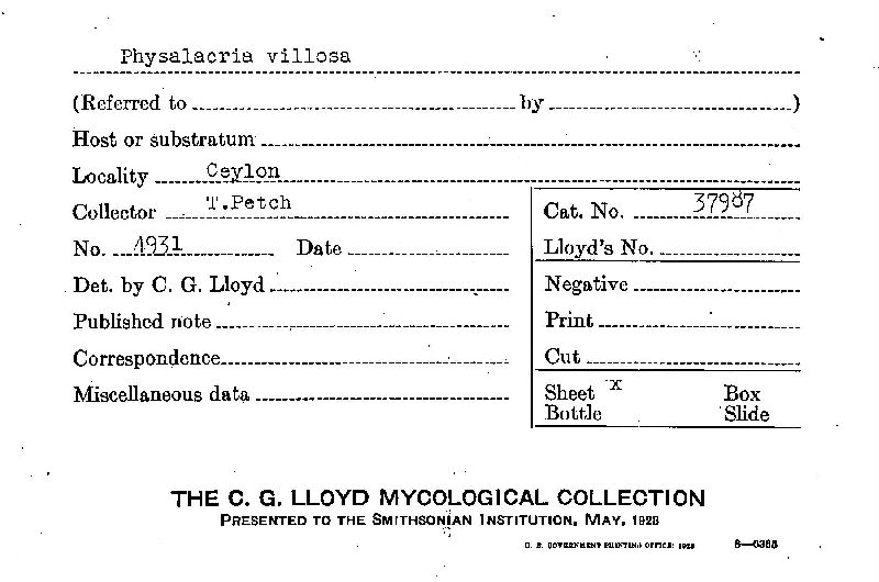 Physalacria villosa image