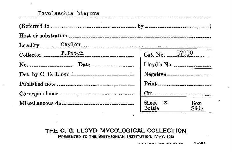 Favolaschia bispora image