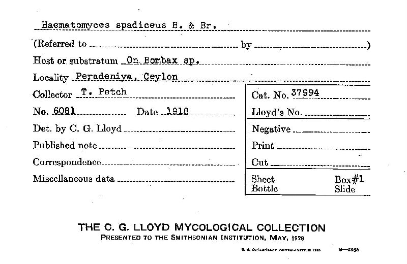 Haematomyces spadiceus image