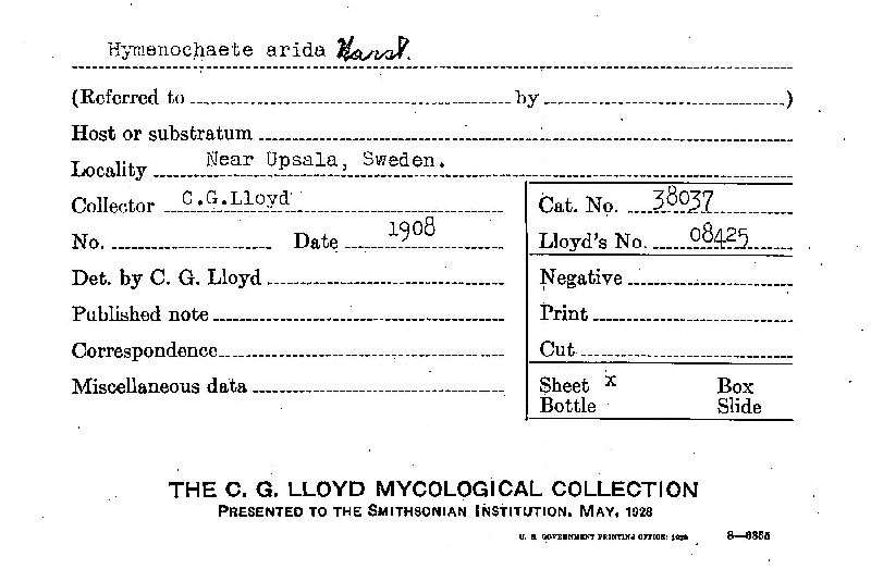 Hymenochaete cinnamomea image
