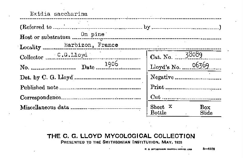 Exidia saccharina image