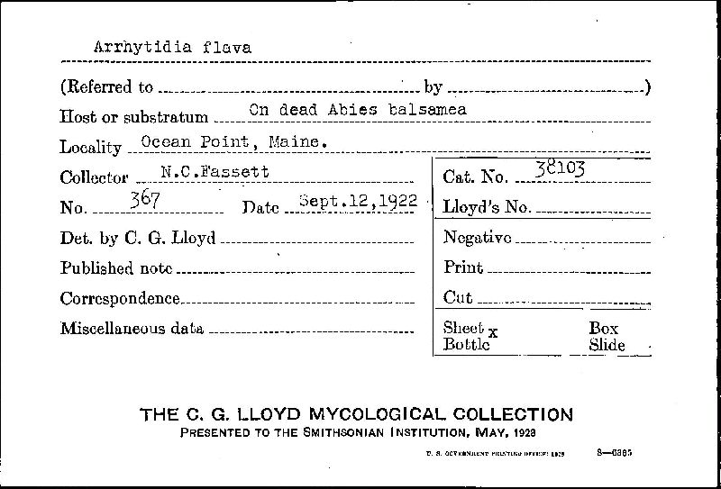 Arrhytidia flava image