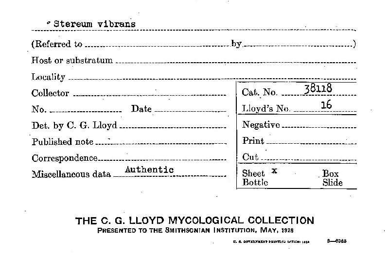 Boreostereum vibrans image