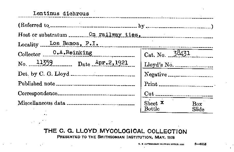 Lentinus dichrous image