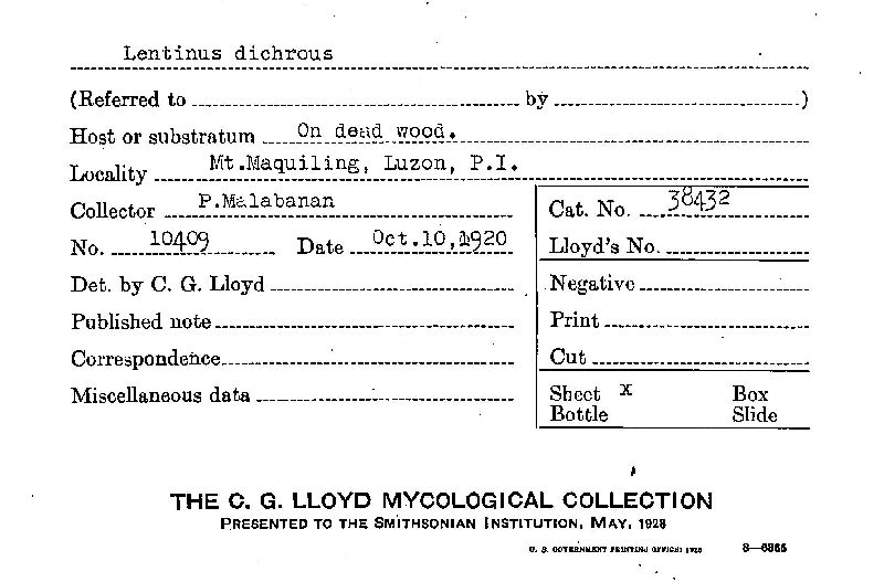 Lentinus dichrous image