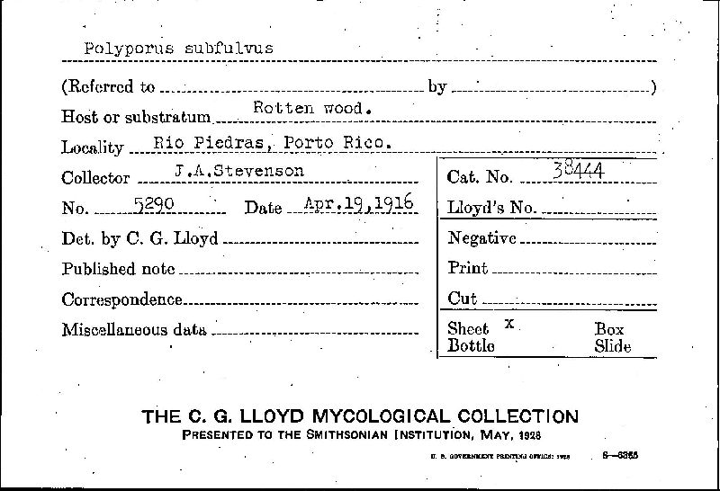 Polyporus subfulvus image