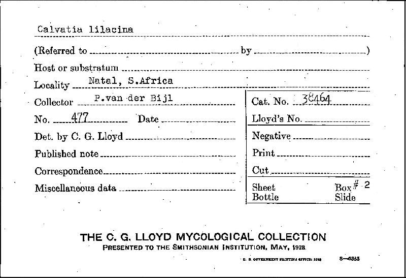 Calvatia lilacina image