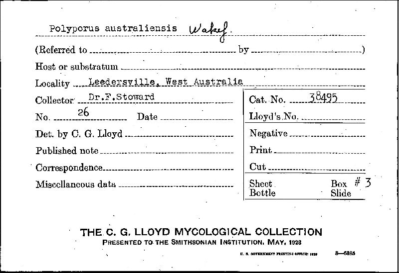 Polyporus australiensis image