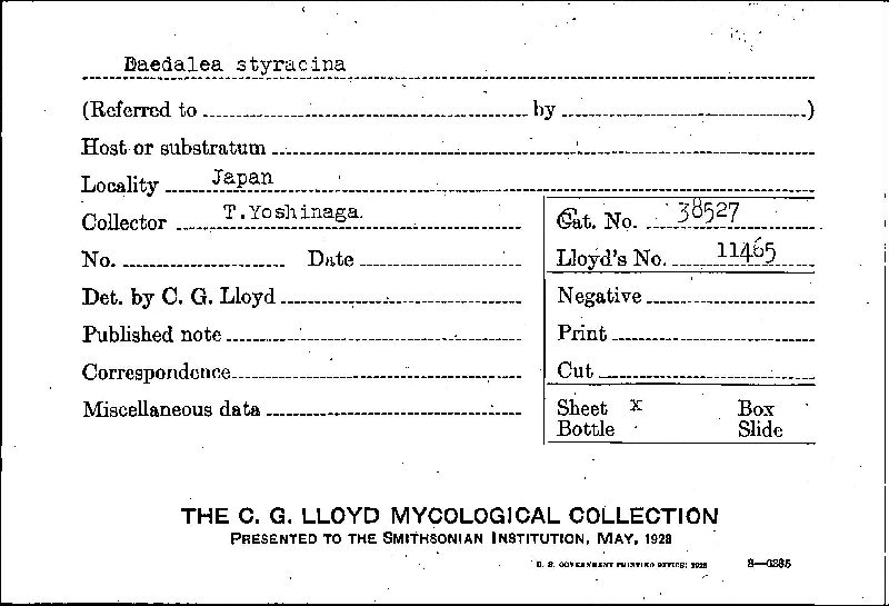 Lenzites styracina image