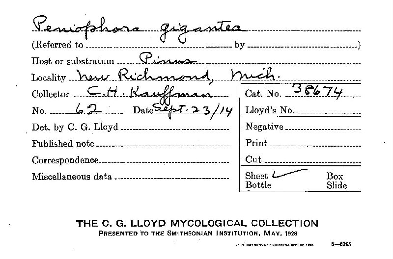 Phlebiopsis gigantea image