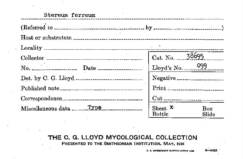 Amylostereum ferreum image