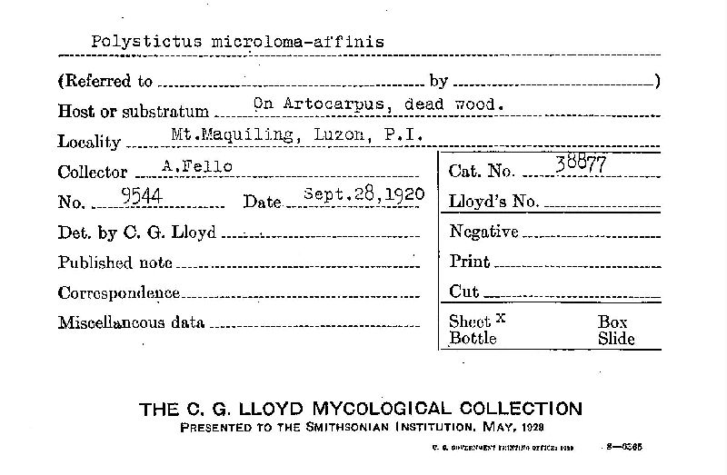 Microporus image