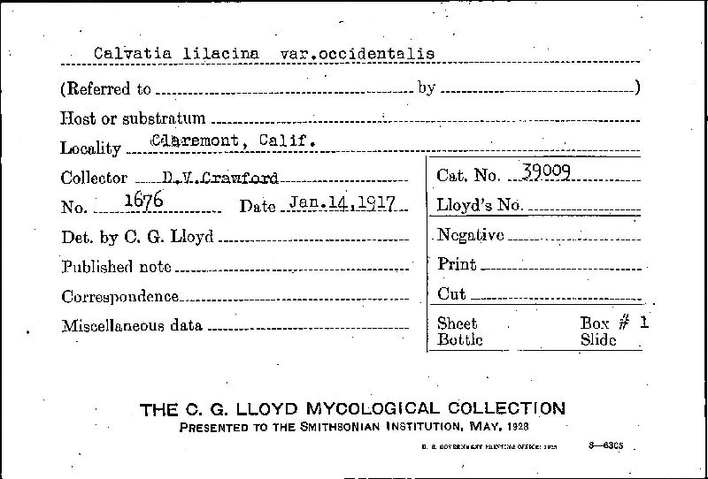 Calvatia lilacina image