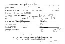 Scleroderma polyrhizum image