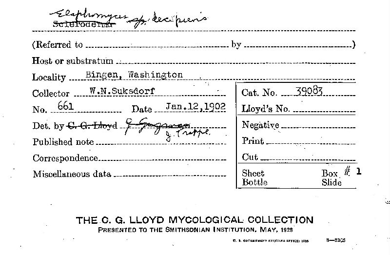 Elaphomyces decipiens image