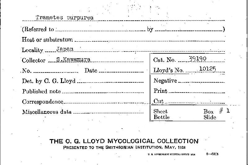 Daedaleopsis nipponica image