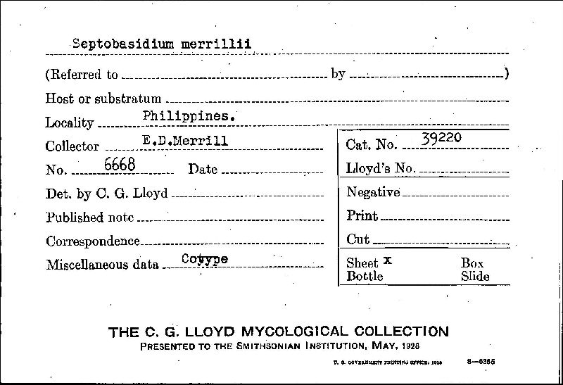 Septobasidium merrillii image