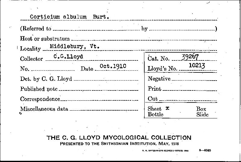 Corticium albulum image