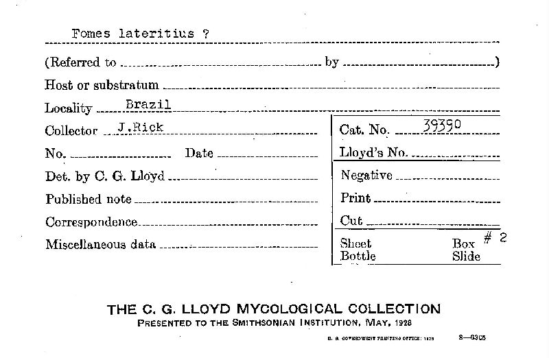 Fomes lateritius image