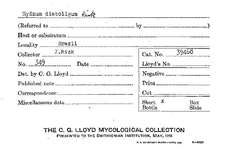 Hydnum diabolicum image