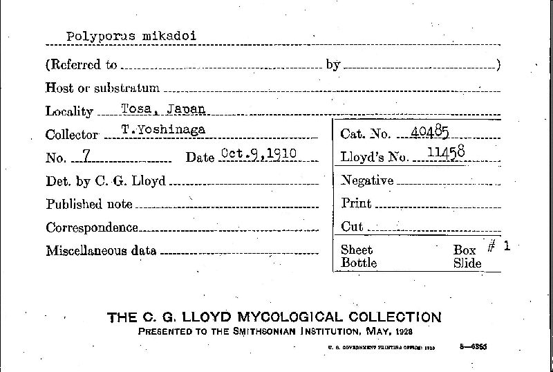 Inonotus mikadoi image