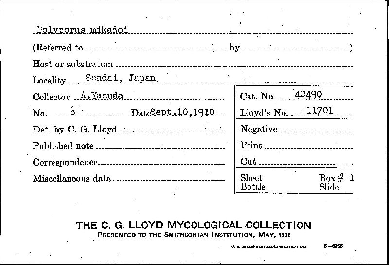 Inonotus mikadoi image