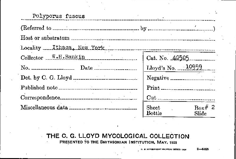 Cyclomyces setiporus image