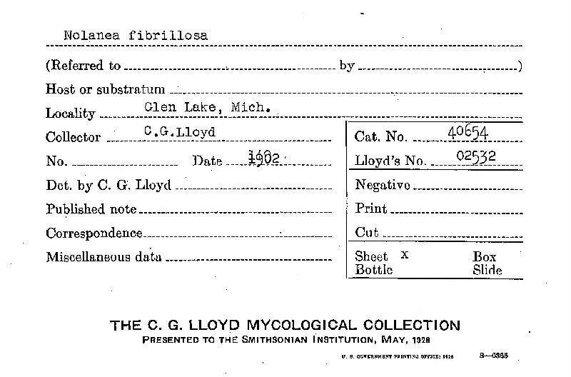 Nolanea fibrillosa image