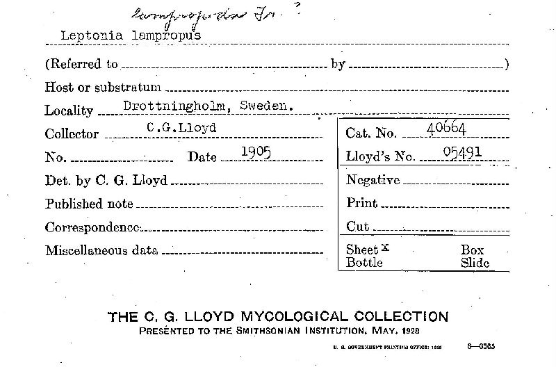 Entoloma lampropus image