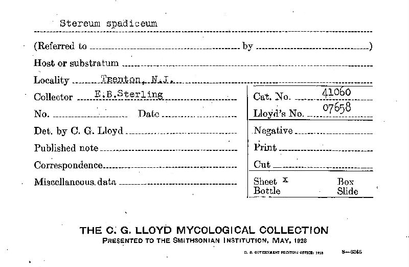 Porostereum spadiceum image