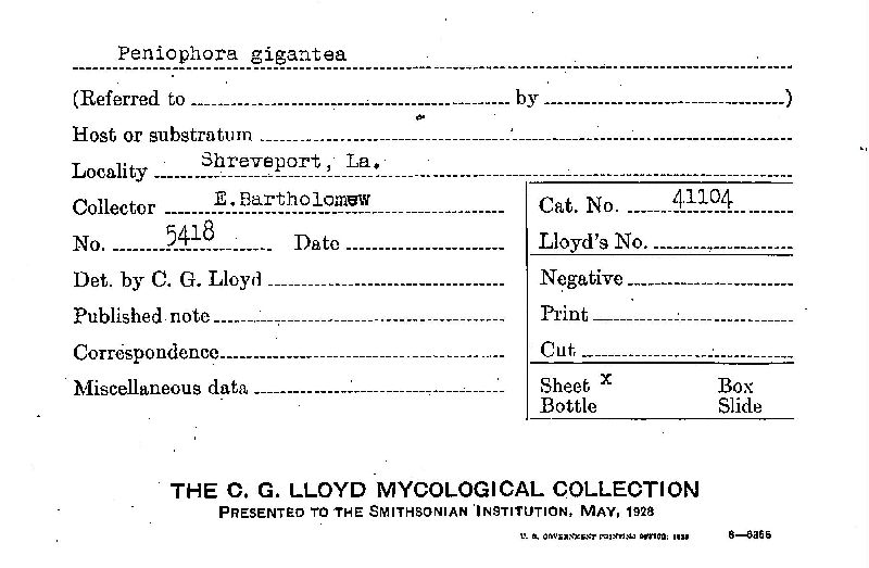 Phlebiopsis gigantea image