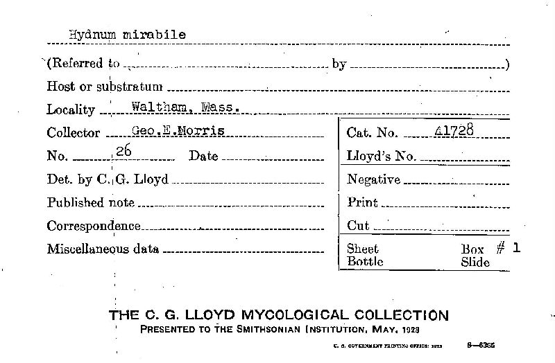 Hydnellum mirabile image