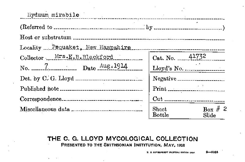 Hydnellum mirabile image