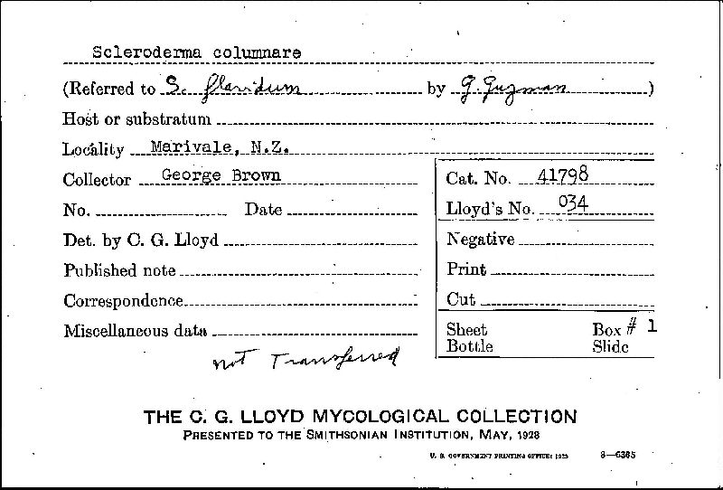 Scleroderma columnare image