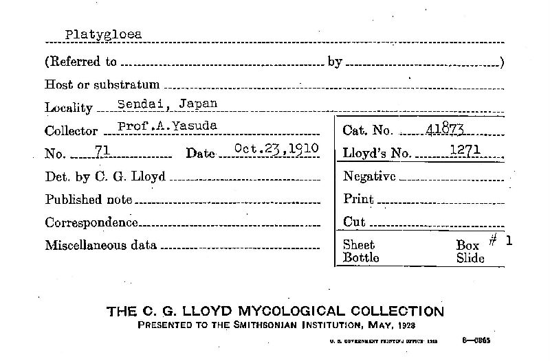 Platygloeaceae image
