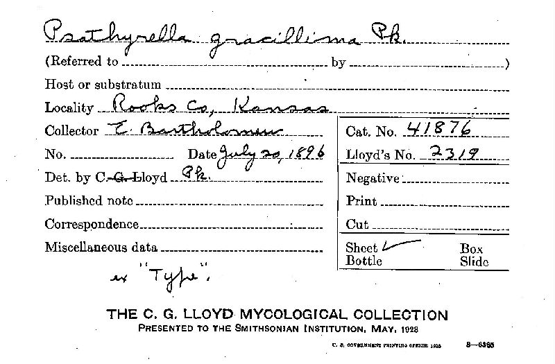 Psathyrella gracillima image