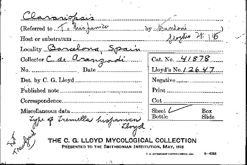 Holtermannia image