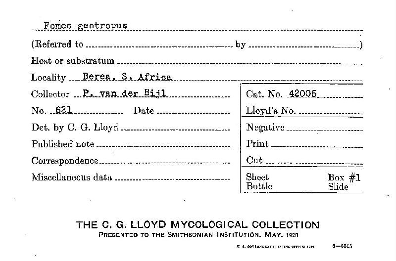 Rigidoporus ulmarius image